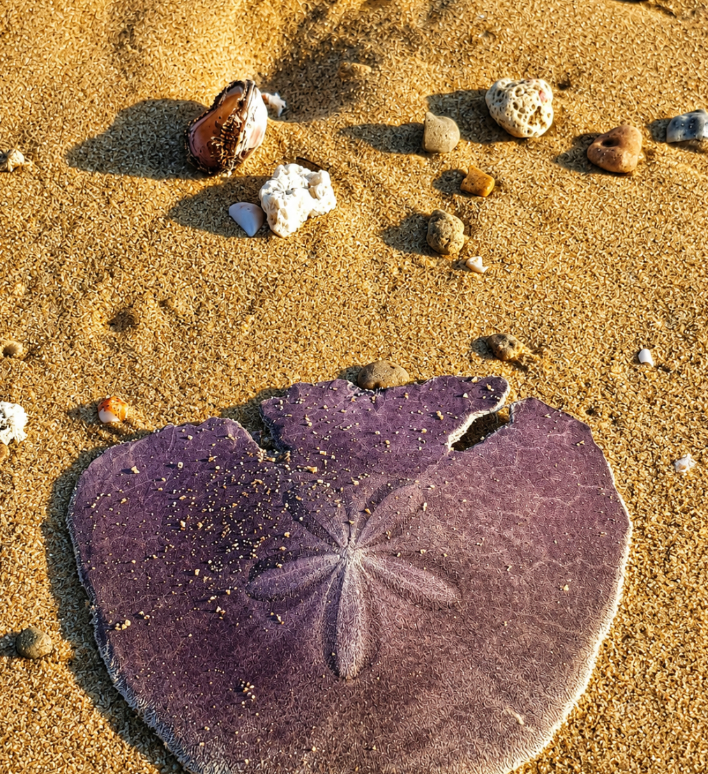 A purple pansy shell lying on golden sand with small shells and pebbles scattered around it