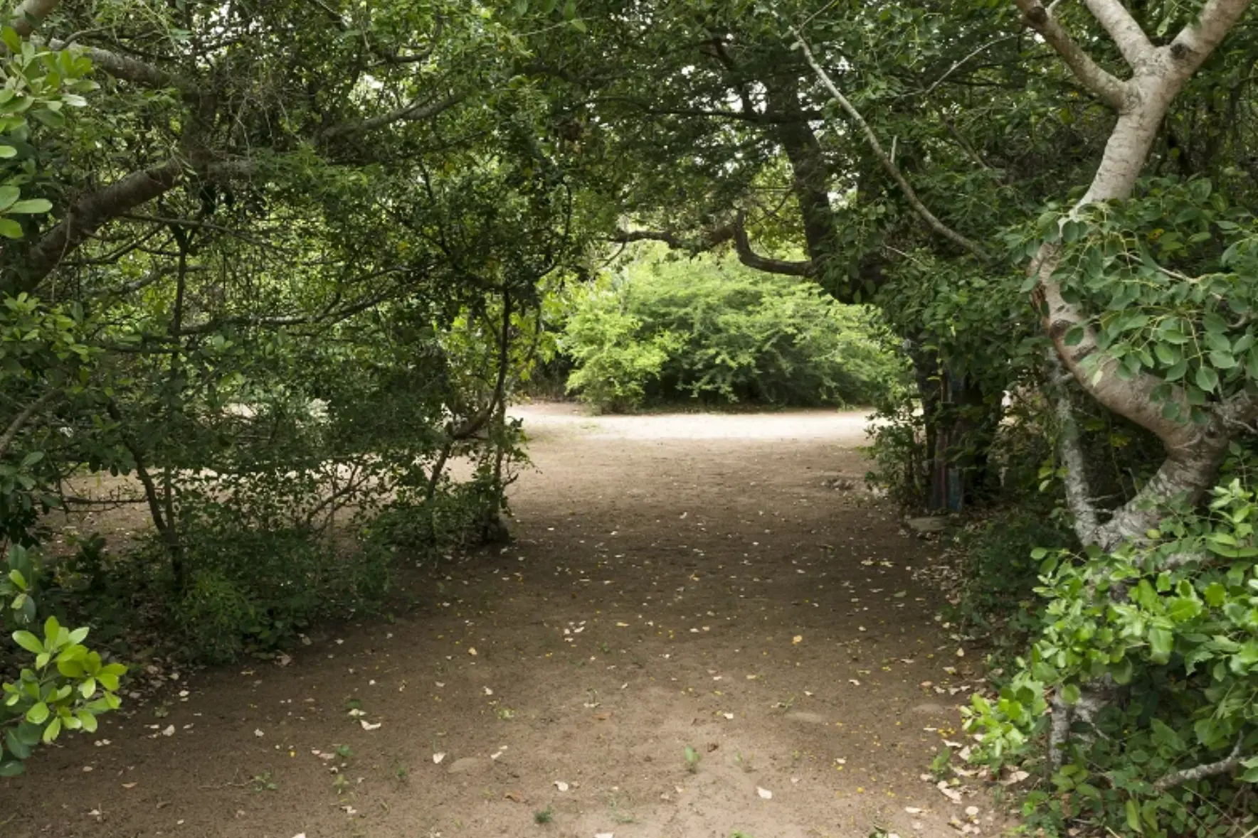 Shaded campsite path through coastal trees