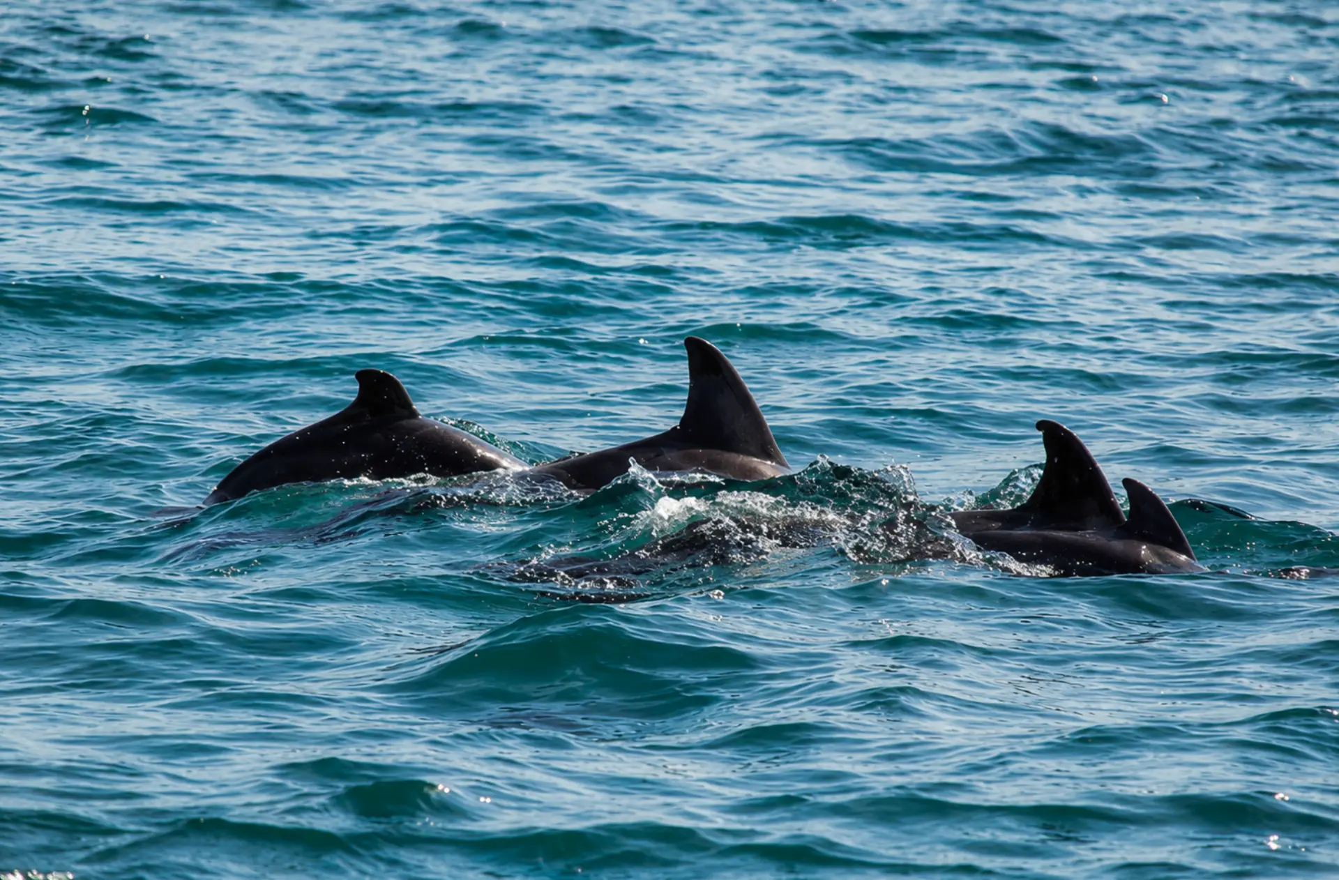 Pod of dolphins surfacing in the turquoise water of Maputo Bay