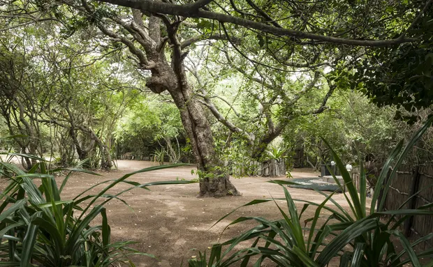 Shaded camping area under coastal trees
