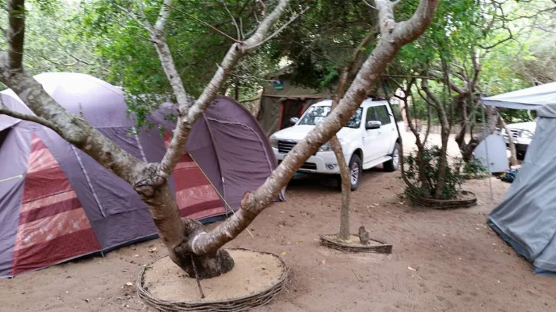Dome tents pitched between coastal trees beside a parked 4x4